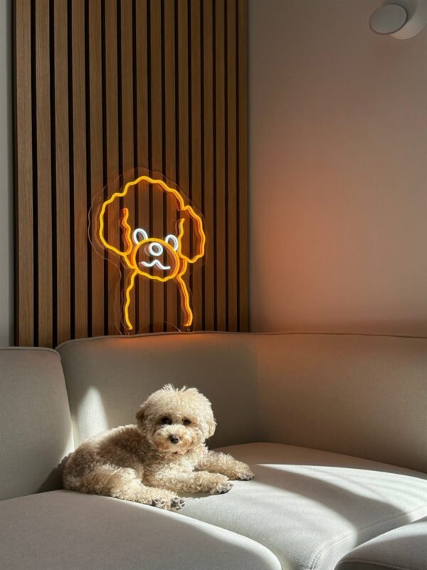 Orange toy poodle LED neon sign above a sofa with a real poodle